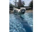 Adopt Aspen a Great Pyrenees