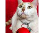 Adopt *** Gringo a American Shorthair