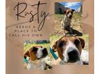 Adopt Rusty a Australian Cattle Dog / Blue Heeler