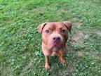 Adopt Jarvis a Pit Bull Terrier