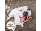 Adopt Ducato a Pit Bull Terrier