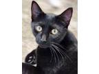 Adopt Peeps a Domestic Short Hair