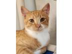 Adopt Carrot a Domestic Short Hair