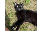 Adopt Hoppy a Domestic Short Hair