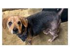 Adopt Dexter ~ a Beagle