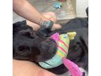Adopt Hurbo a Black Labrador Retriever, Mixed Breed