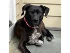 Adopt Winner a Labrador Retriever, German Shorthaired Pointer