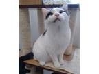 Adopt Domino a Domestic Short Hair