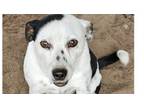 Adopt Dudder a Feist, Mixed Breed