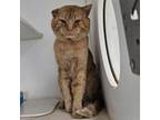 Adopt Garth a Domestic Short Hair