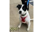 Adopt Spot a Border Collie, Mixed Breed
