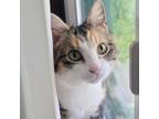 Adopt Anna Mae a Domestic Short Hair