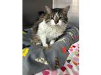 Adopt Baba a Domestic Long Hair