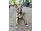 Adopt Pooky a German Shepherd Dog