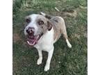 Adopt April a Australian Shepherd, Border Collie
