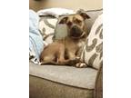 Adopt Betty Boop a Boxer, Terrier