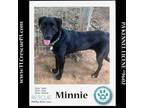 Adopt Minnie (Cartoon Cuties) 032324 a Labrador Retriever, German Shepherd Dog