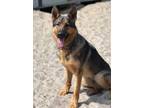 Adopt Angie a German Shepherd Dog