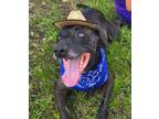 Adopt Lone Star a Catahoula Leopard Dog, Mixed Breed