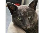 Adopt Frozone a Domestic Short Hair