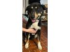 Adopt Gunner a Husky