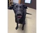 Adopt Kermit a Labrador Retriever