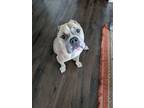 Adopt Rufus a Pit Bull Terrier