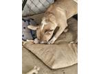 Adopt Tank a Staffordshire Bull Terrier