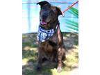 Adopt Houston a Catahoula Leopard Dog
