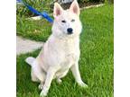 Adopt Buck a Siberian Husky
