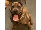 Adopt Cocoa Bean a Shar-Pei