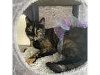 Adopt Pebbles a Domestic Short Hair