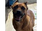 Adopt Heidi a Cane Corso