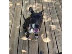 Adopt Mae a Black Labrador Retriever, Whippet