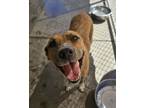 Adopt Daisy a Pit Bull Terrier