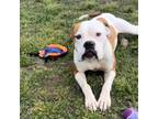 Adopt Liberty a Boxer