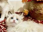 January Snowdoll Ragdoll Litter