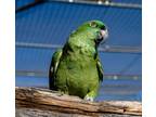 Adopt Harry a Amazon