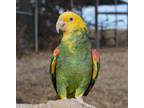 Adopt Cesar a Amazon