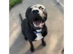 Adopt Peele a Pit Bull Terrier