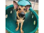 Adopt Bruce a German Shepherd Dog