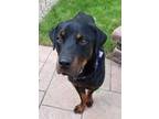 Adopt Patron a Rottweiler, Mixed Breed