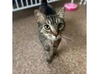 Adopt Baby a Domestic Short Hair