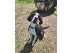 Adopt Odin a Beagle, Hound