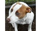 Adopt Jackson a Pointer