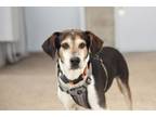Adopt Dobby a Mountain Cur, Treeing Walker Coonhound