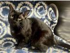 Adopt Ozzy a Domestic Short Hair