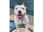 Adopt Birdie a Staffordshire Bull Terrier, American Staffordshire Terrier