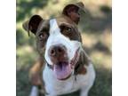 Adopt Gwennie a Pit Bull Terrier