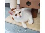 Adopt Munchkin a Domestic Short Hair